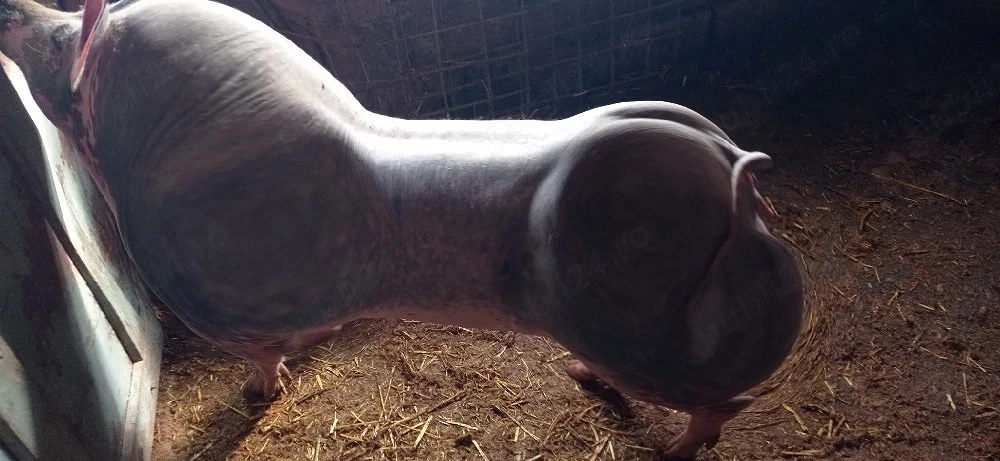 Vând purcea pietran belgian gestantă