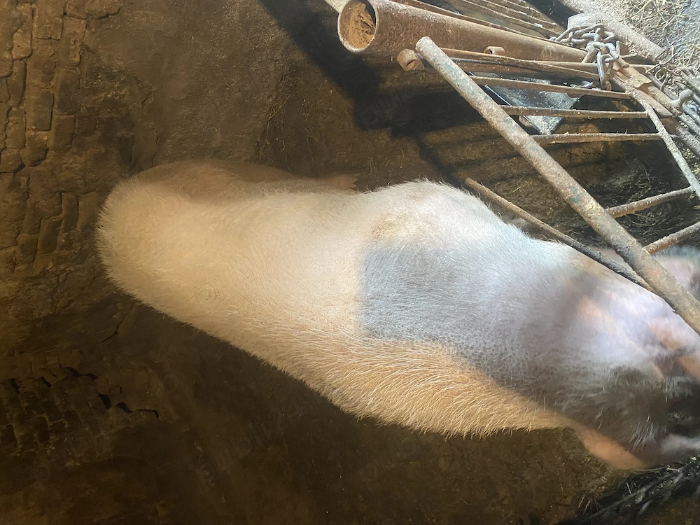 Vând scroafă genstanta în 2 luni jumate 