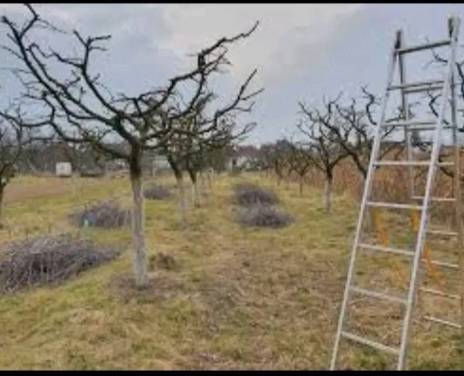 tăiere pomi si vita de vie profesională 