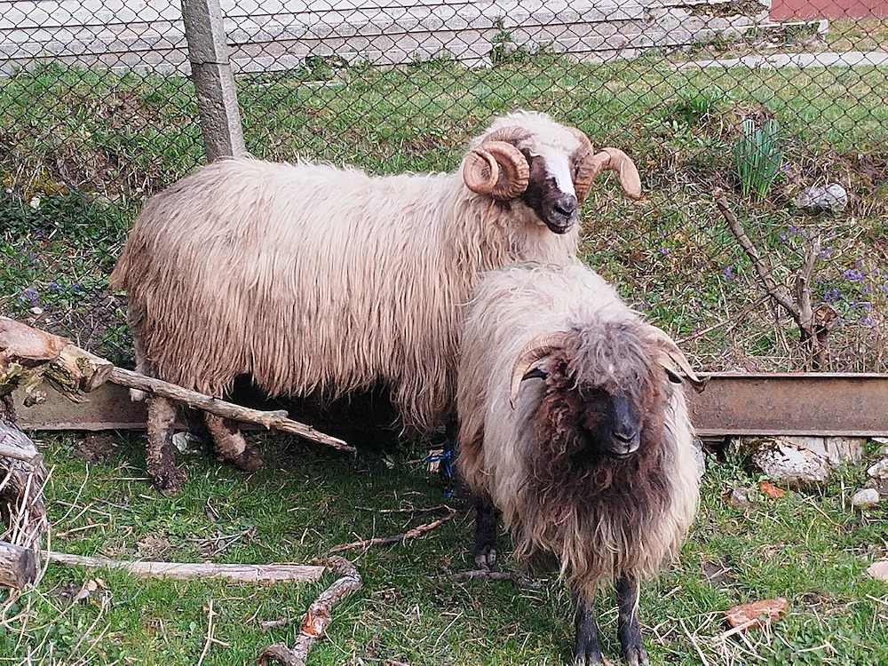 Berbec Arges de vanzare!