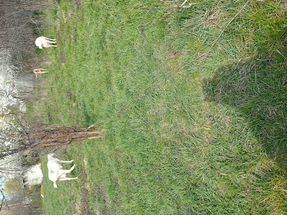 Vând 4 capre fatate