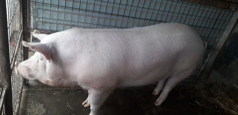 Porc de vinzare