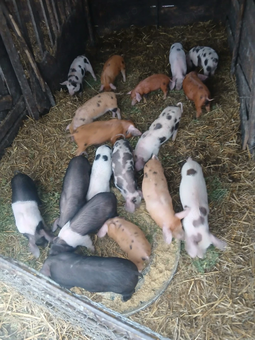 De Vânzare 18 purcei de 8 săptămâni  