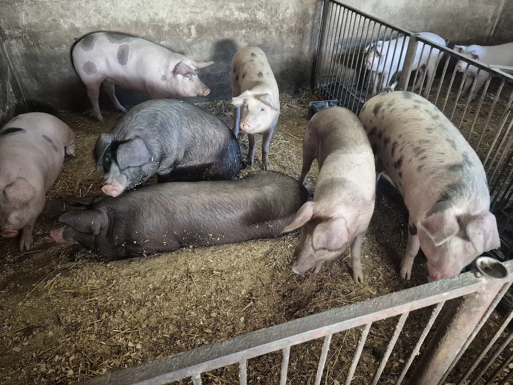 Disonibili 2 buc !! !!