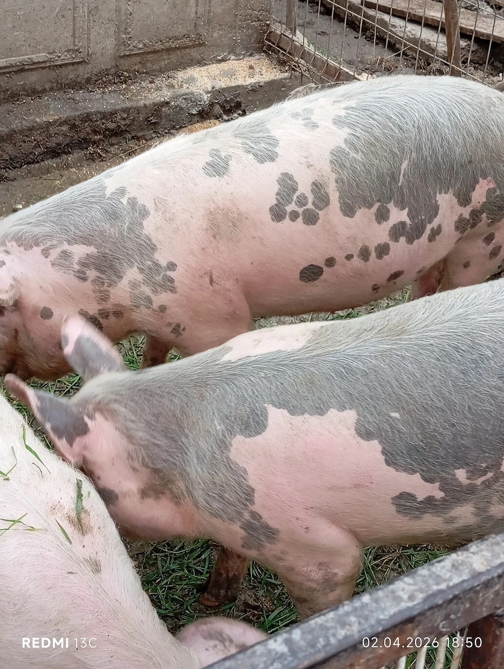De vînzare 3 purcele la 70  80 kg și una de 100 110kg preț 13 lei kg