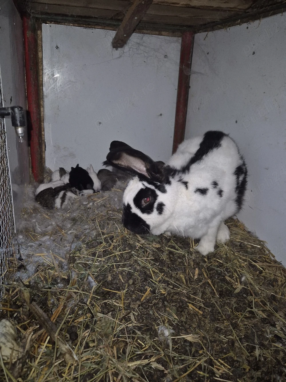 Disponibila femela cu 10 pui