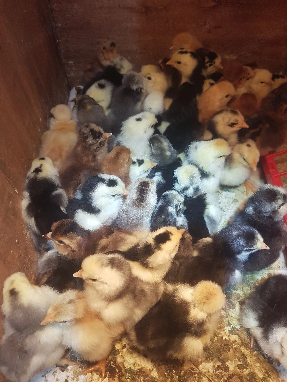 pui de casă cu moț