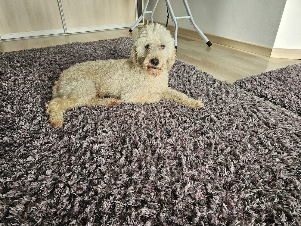 Donez catel spre adoptie