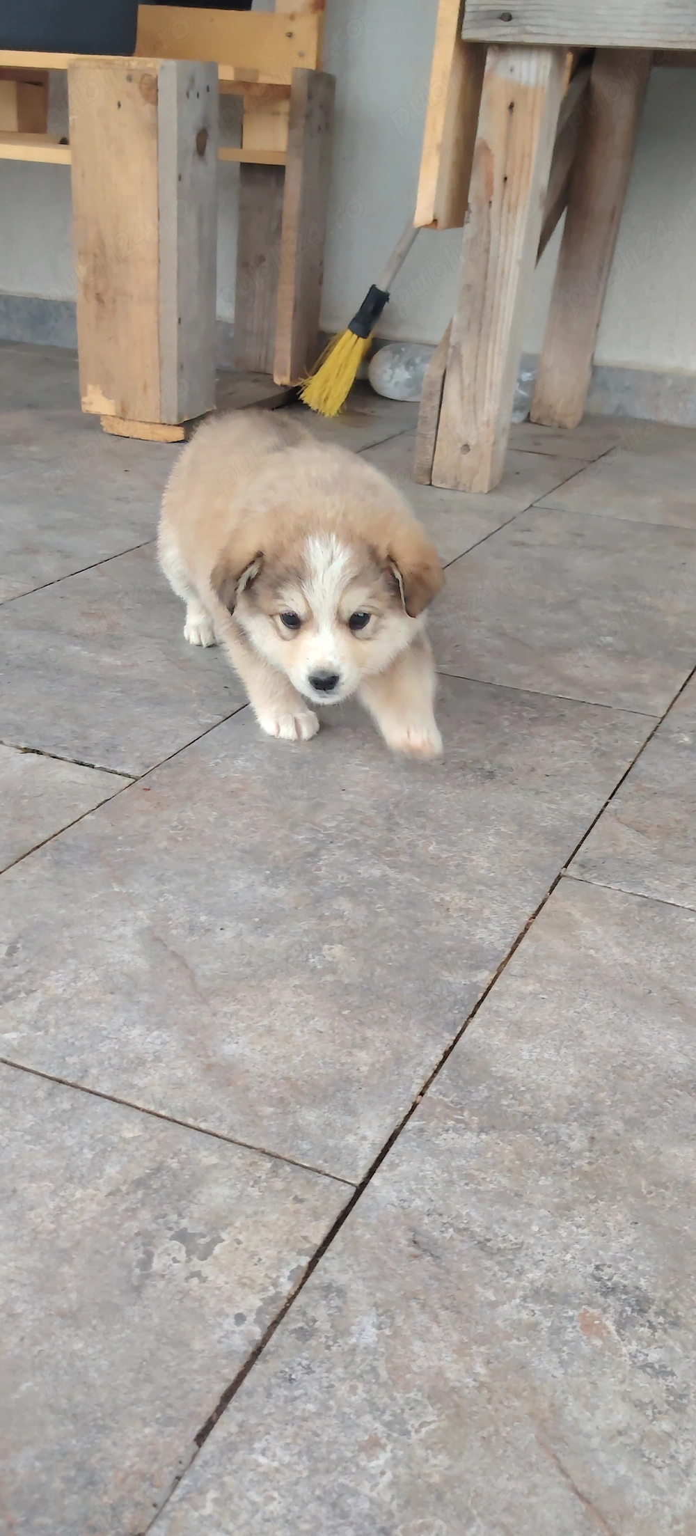 Dau spre adopție acest pitic de 2 luni. 