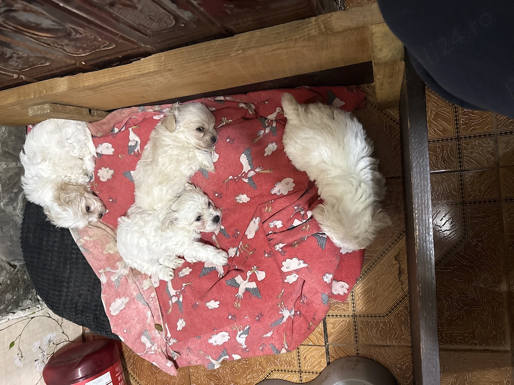 Se vinde pui de bichon maltez cu pete 
