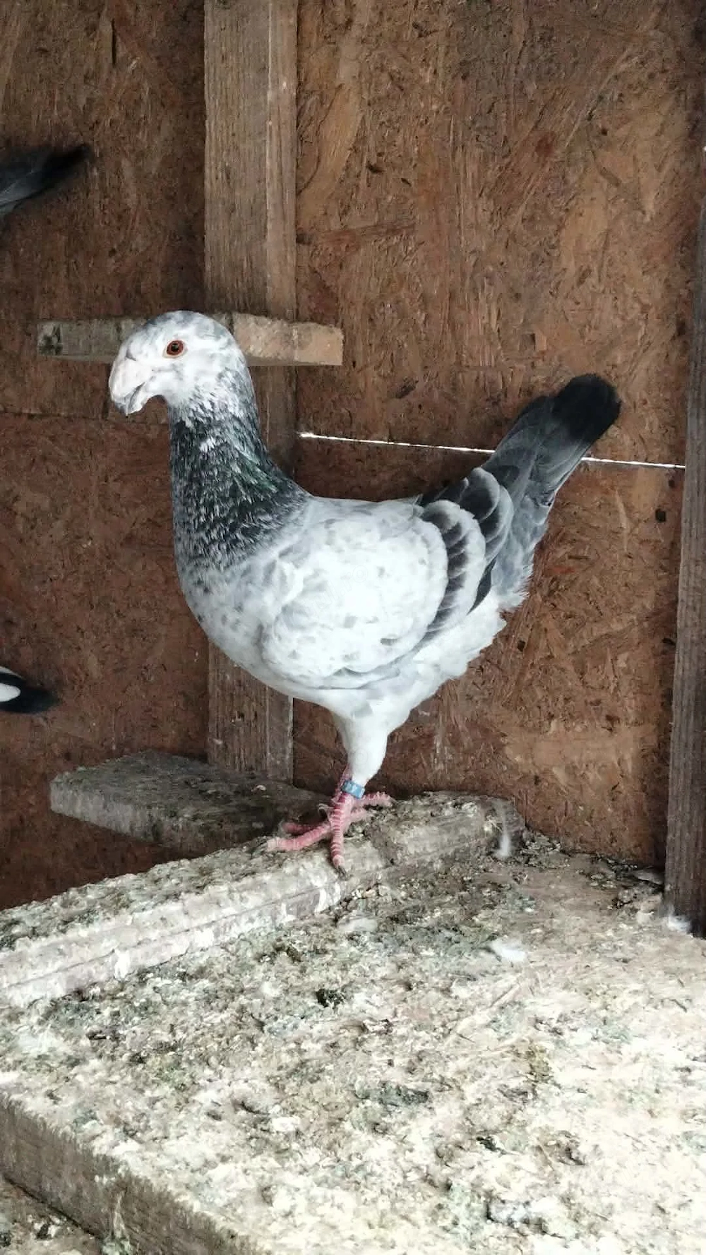 Vând sau schimb porumbei voiajor german 