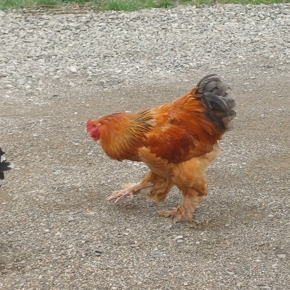 Cocosi Brahma de vanzare