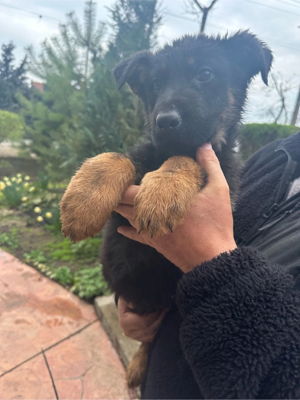 Pui ciobanesc german