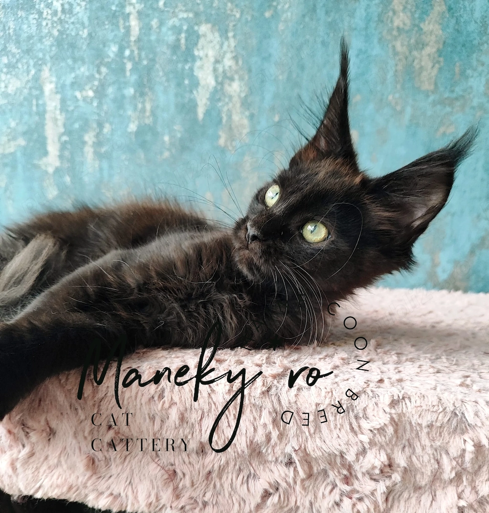 Pui Maine Coon  ,  Pedigree   WCF