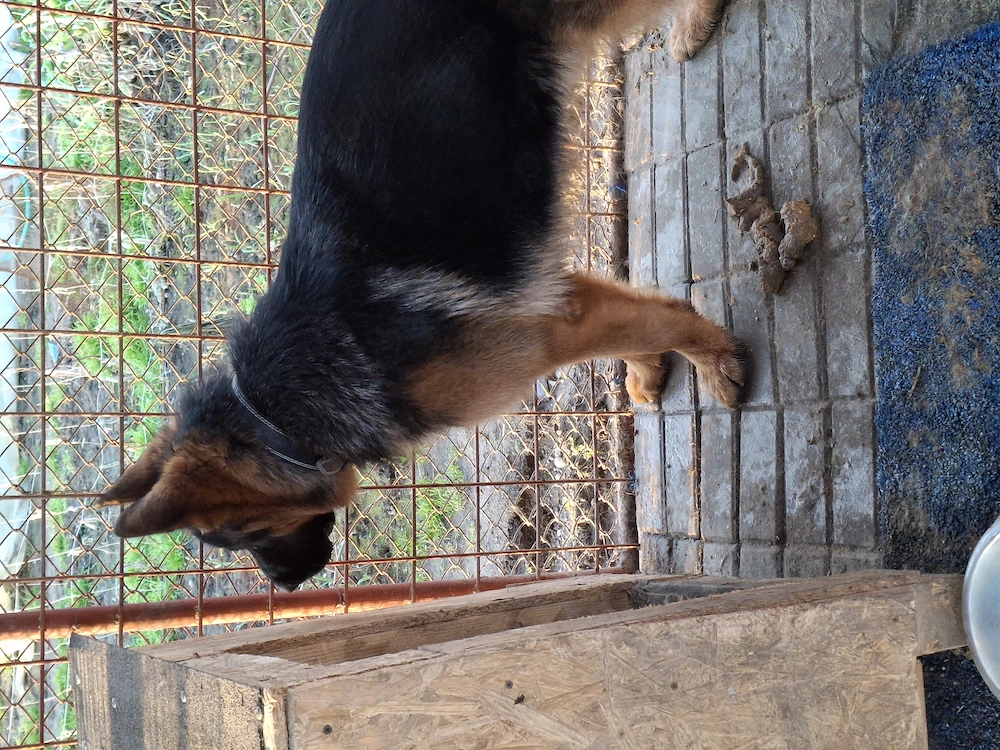 Ciobanesc German TG-JIU