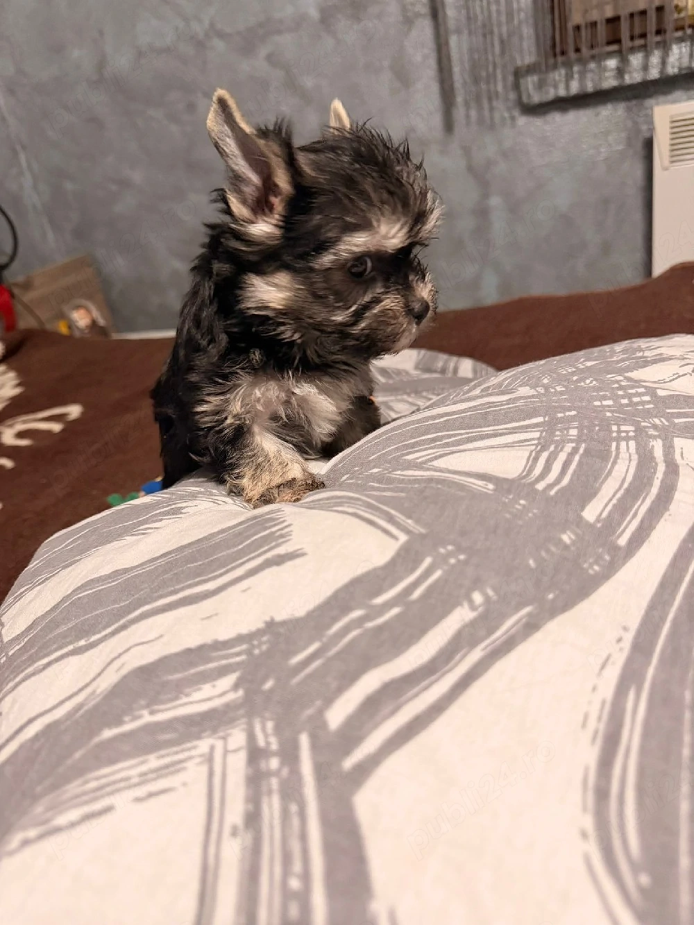 Yorkshire terrier mini toy!