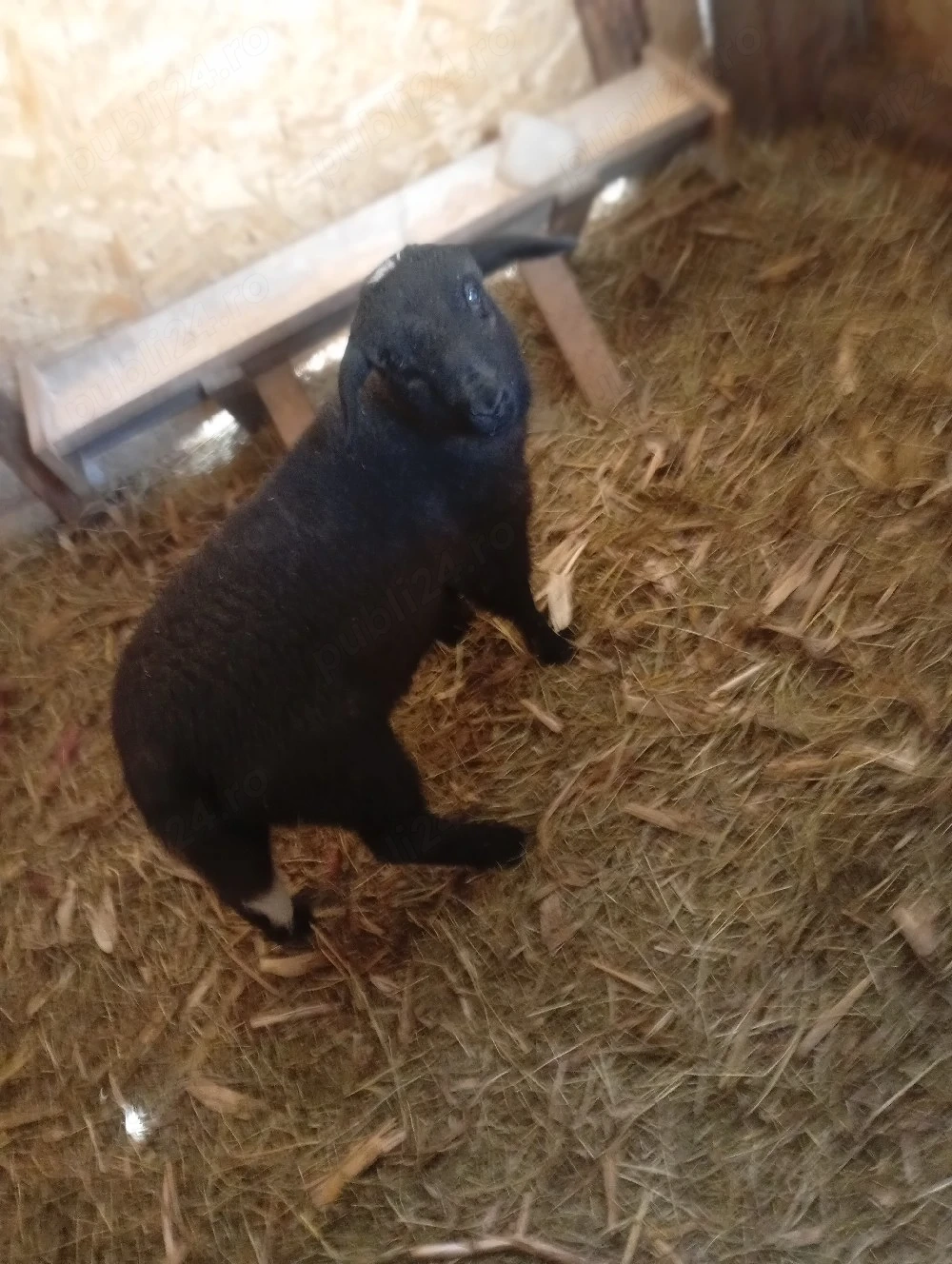 vind miel de carne 20 22 kg 