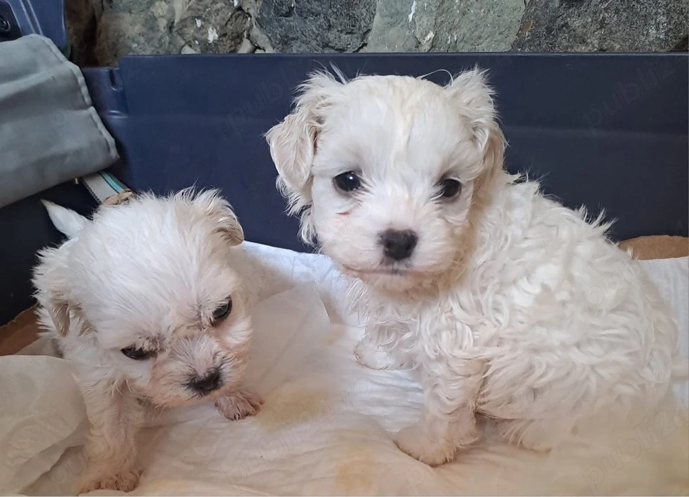 bichon maltez mascul