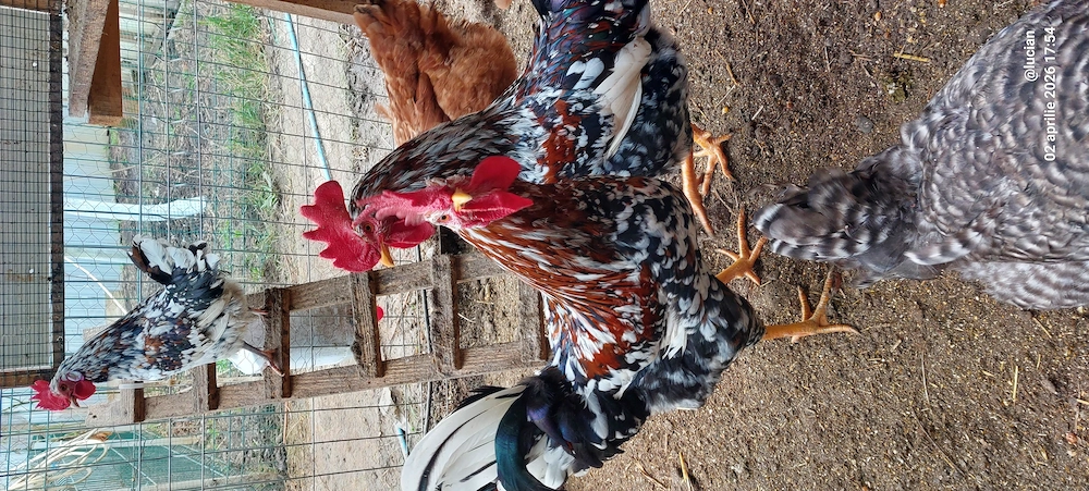 Cocos italian portelanat