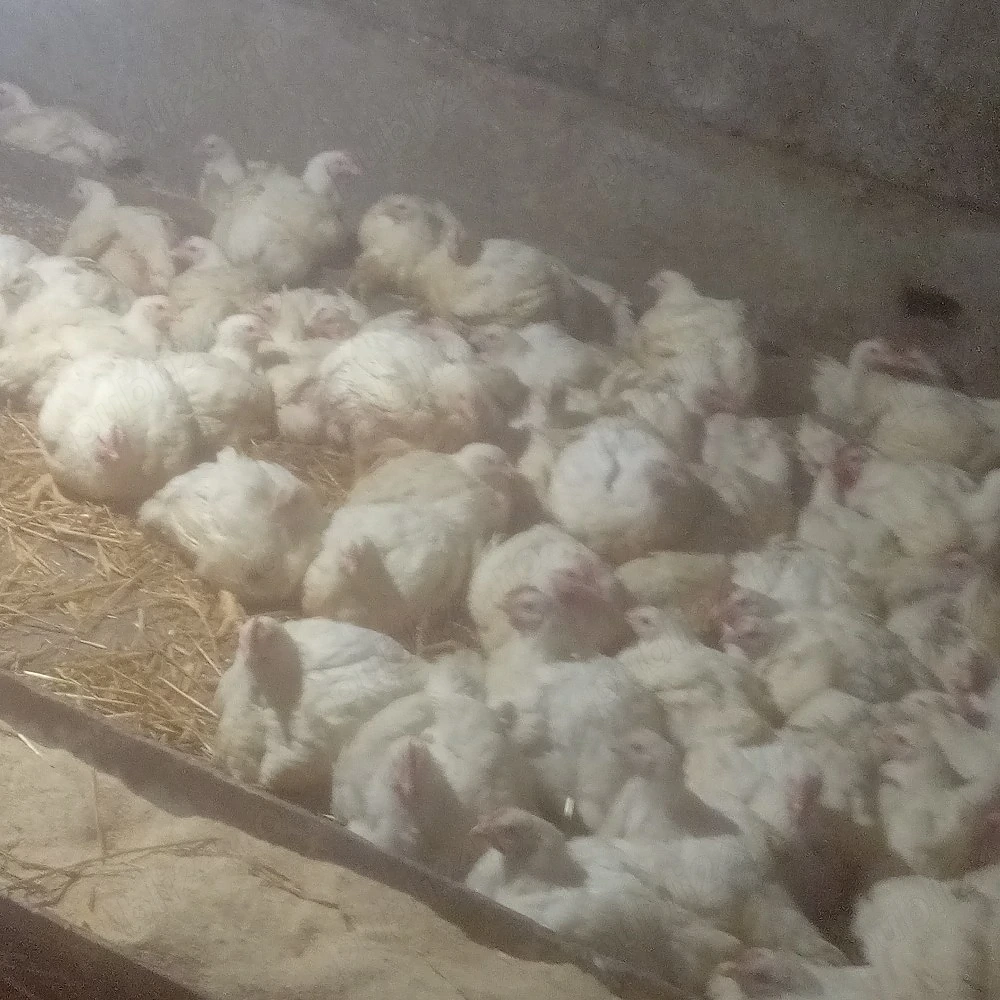 pui de carne 12 lei kg purcei si mari 