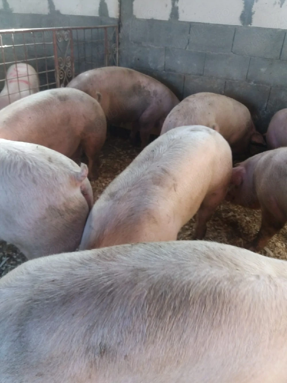 porci mari de carne