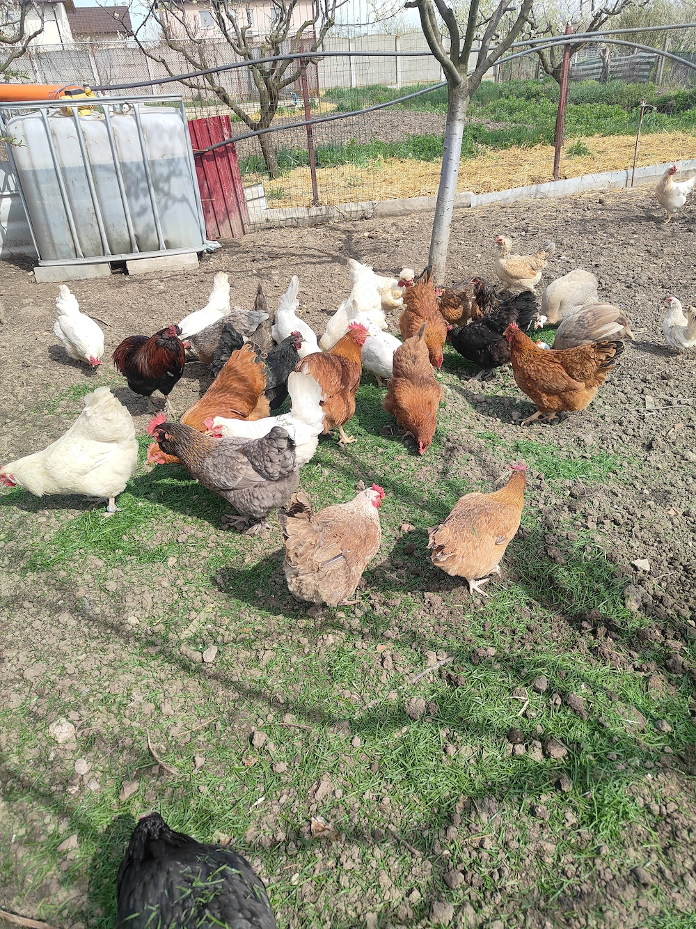 Găini de casa de vânzare 