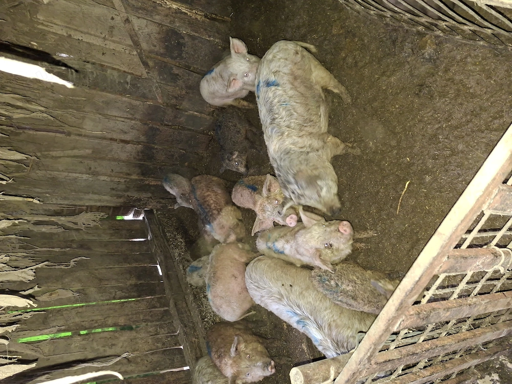 Vând porci si purcei