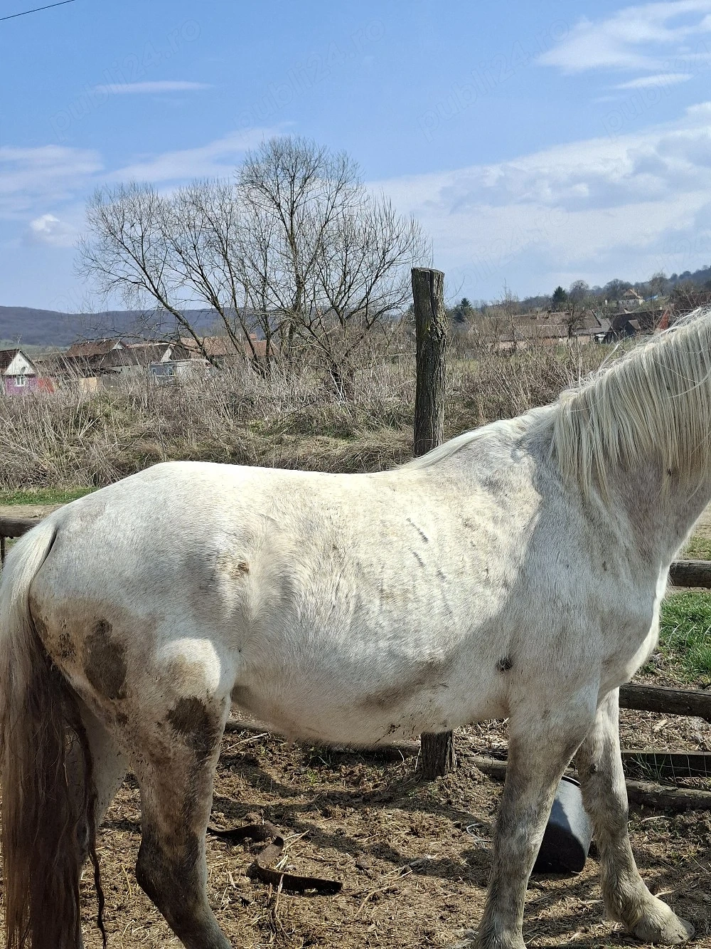 Vând iapă de 10 ani