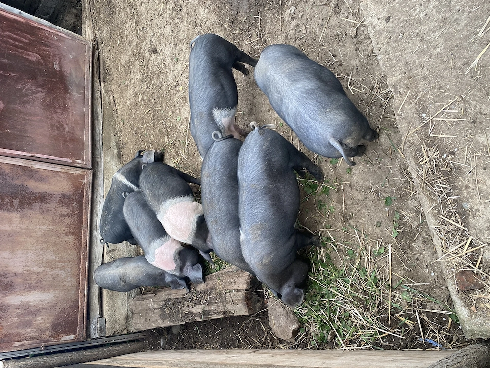 Vând purcei Bazna 10 săptămâni 