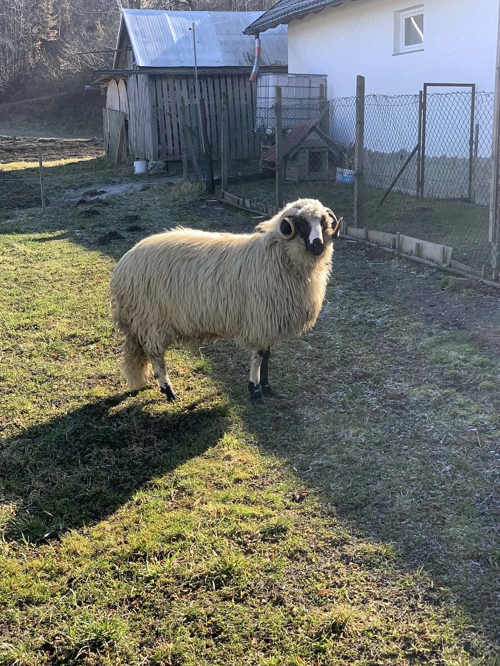 Berbec din oile lui călina de vânzare de prăsilă 