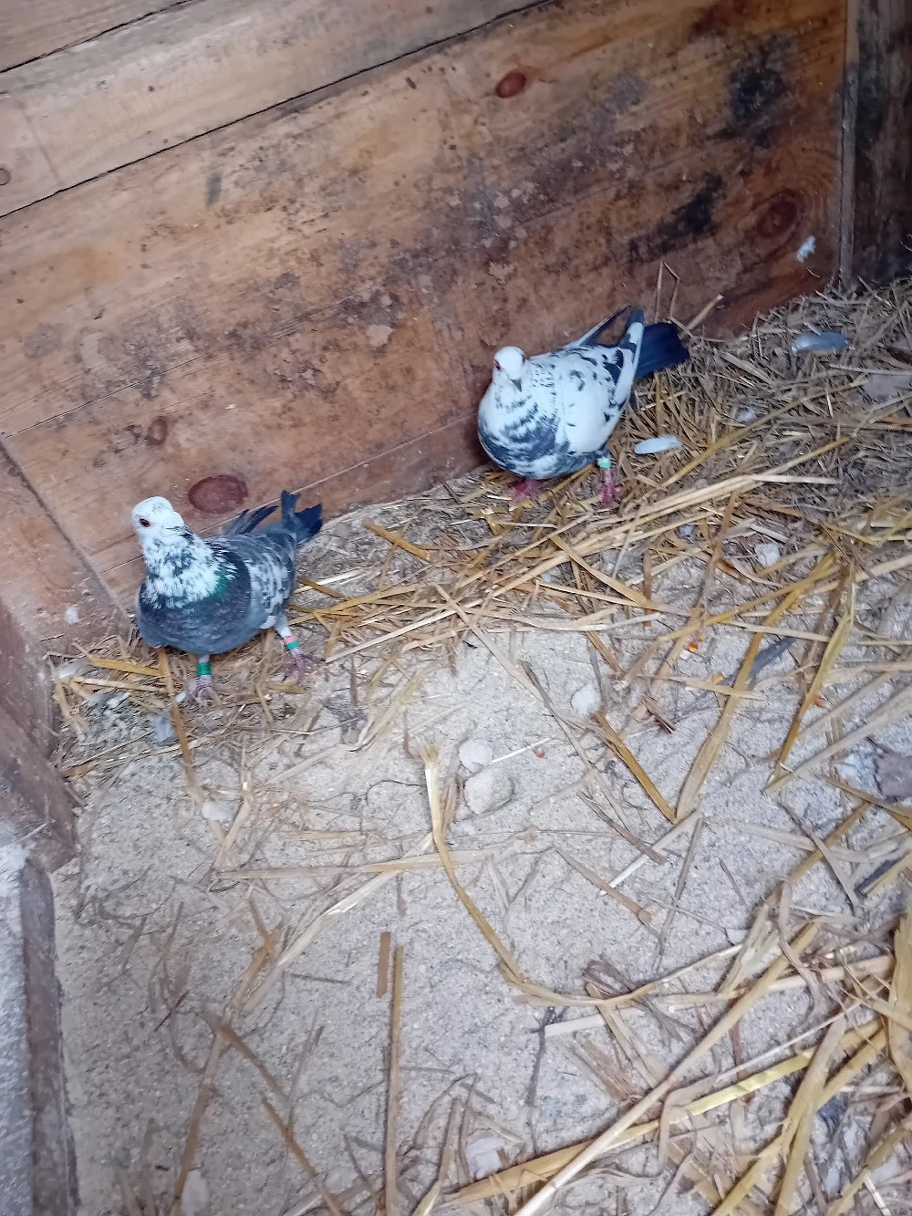 vind o pereche de  porumbeii  