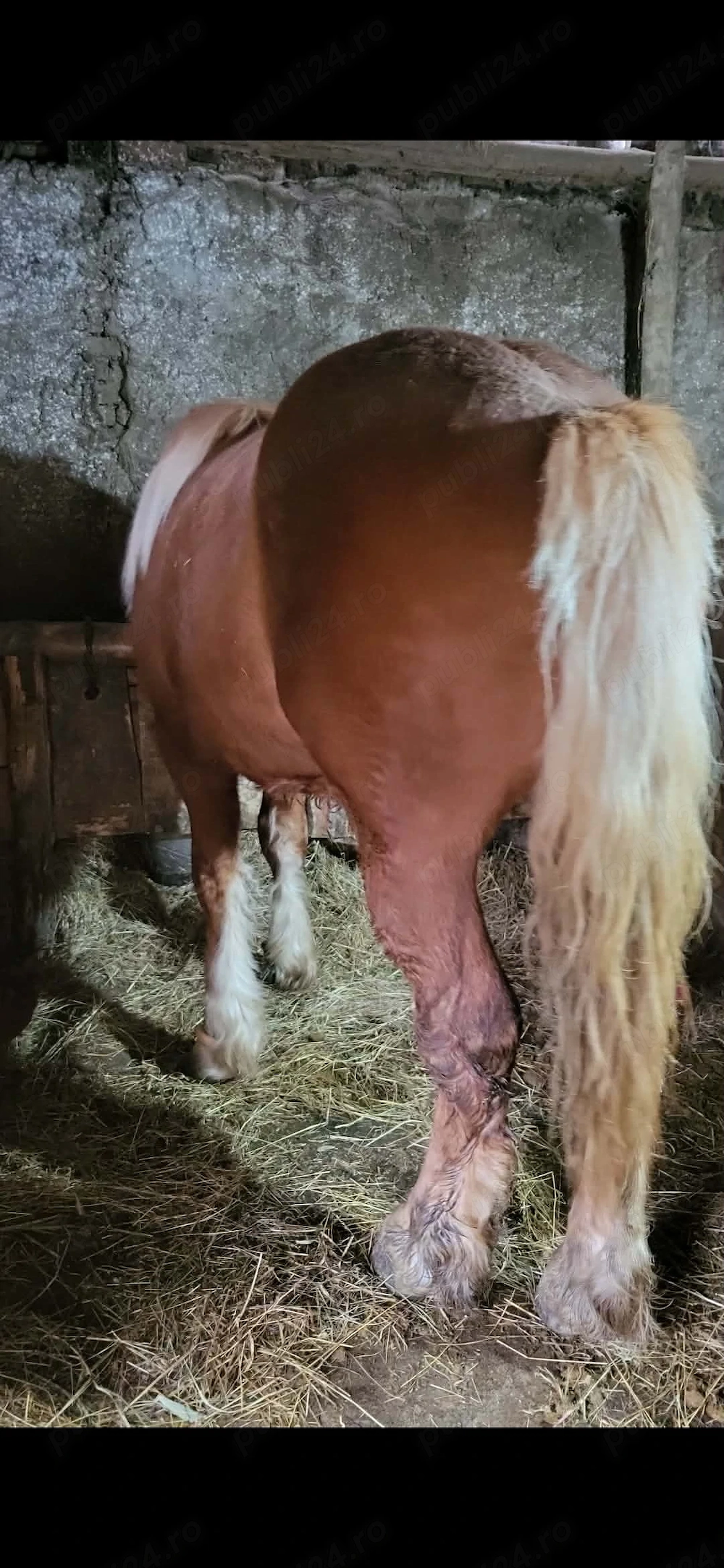 Vand sau schimb cu vaci