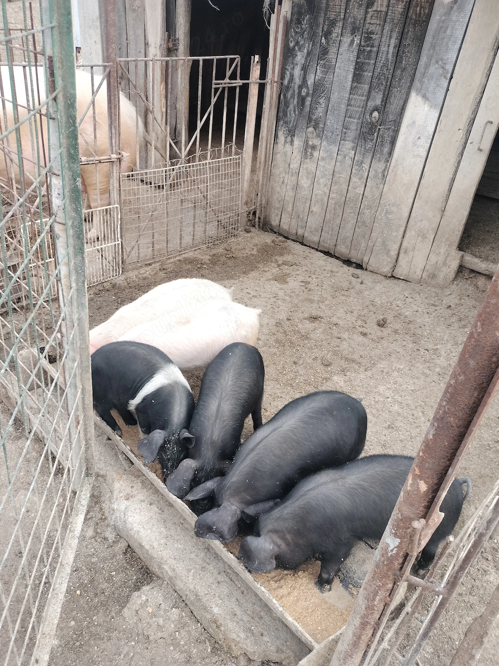Vând purcei bazna 350 bucata 