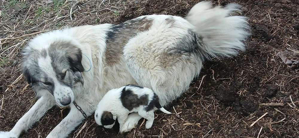 catea crescuta la oi 