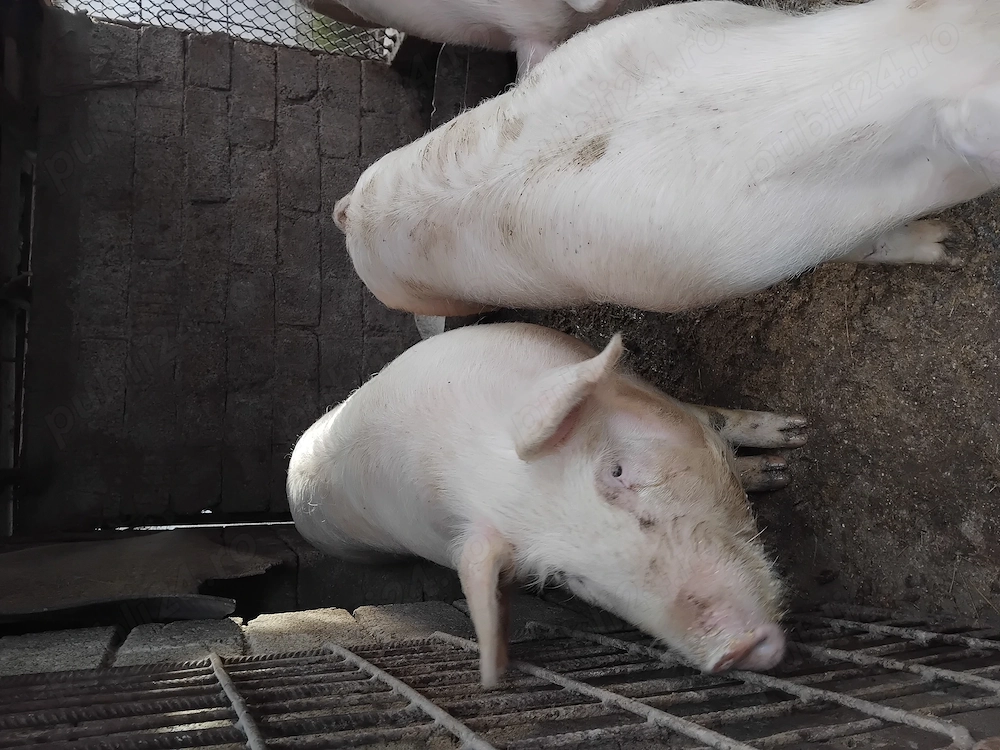 Porci de vânzare 