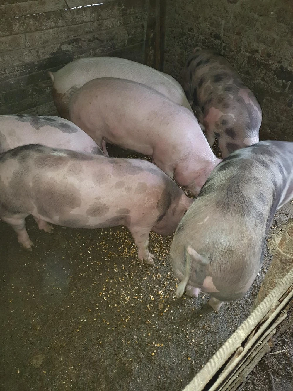 Porci rasa de carne