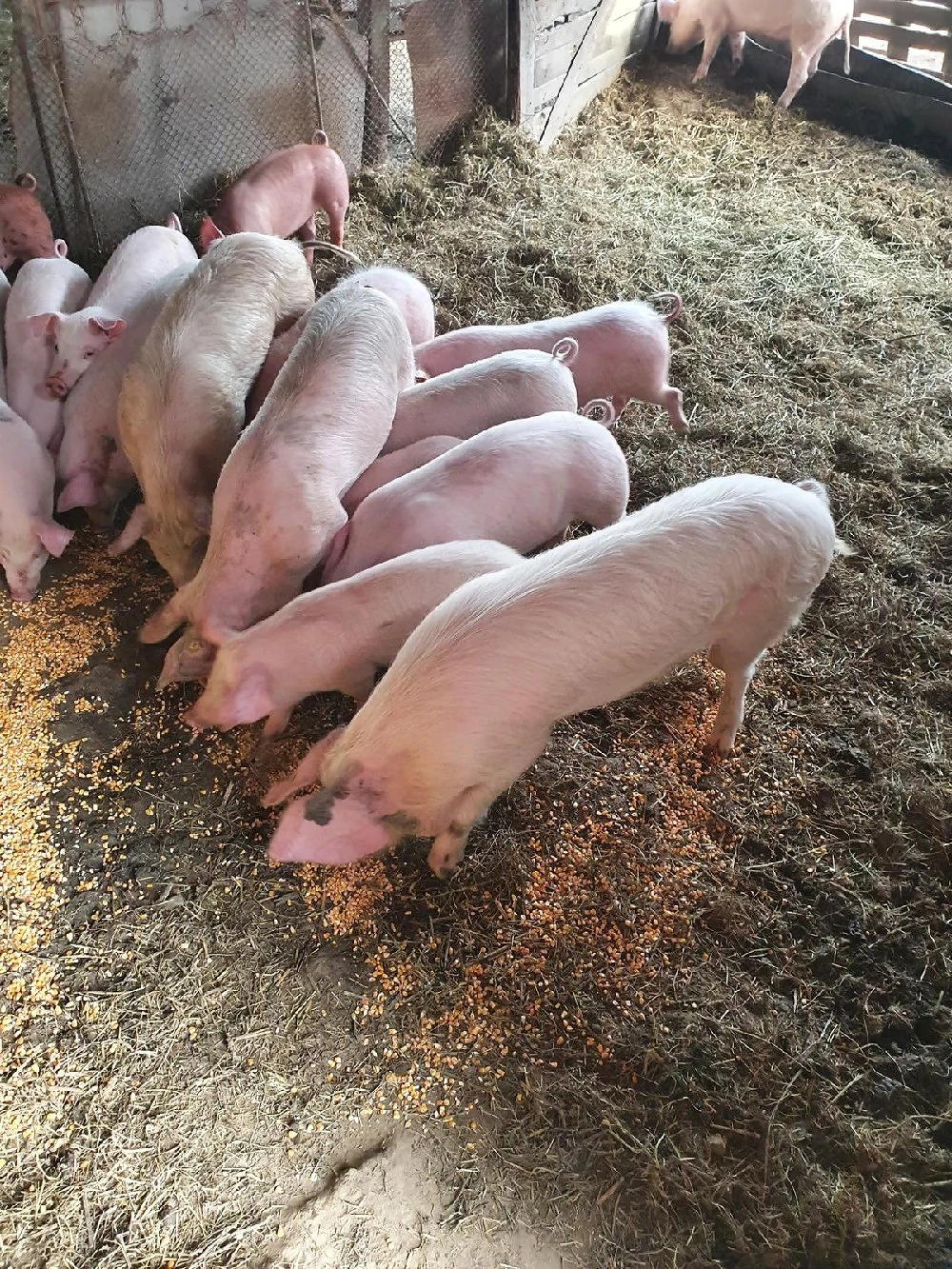 Purcei si porci