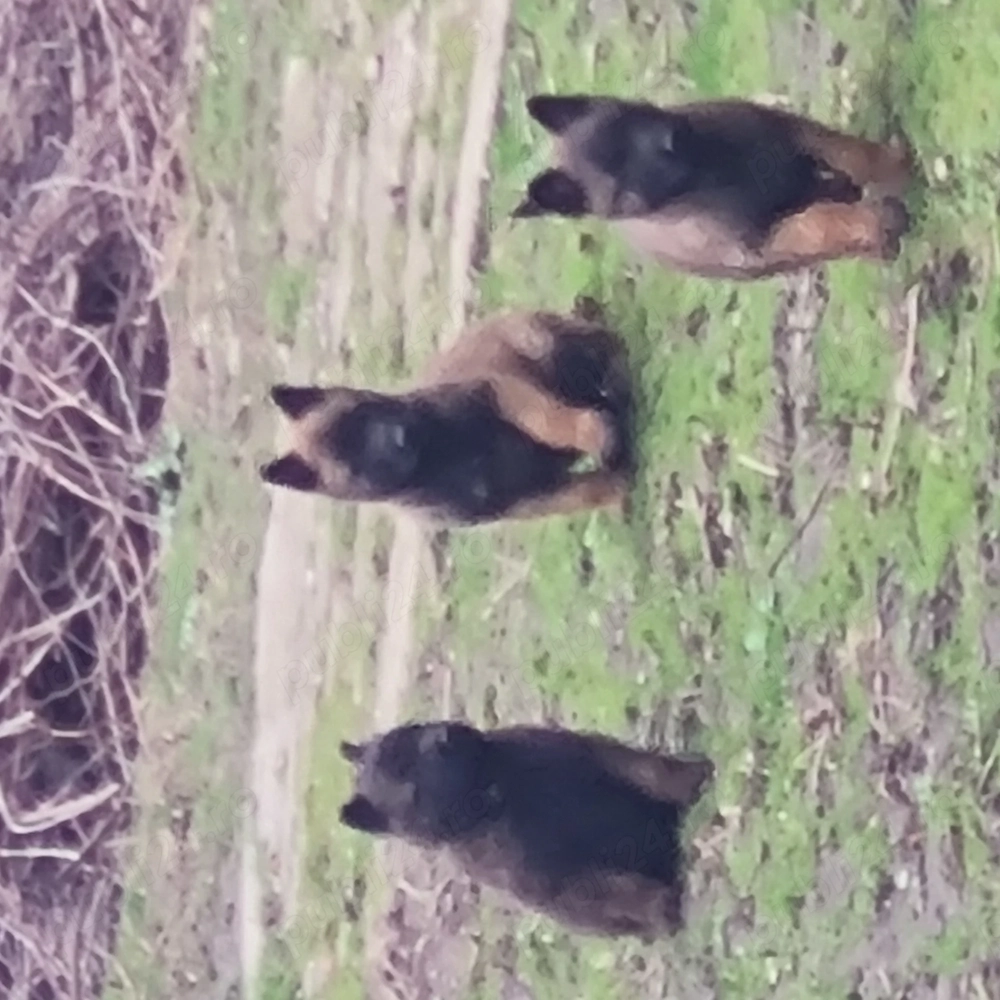 Ciobanesc belgian malinois cauta alta casa