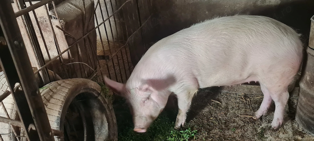 Purcica 100-120kg Marele Alb 