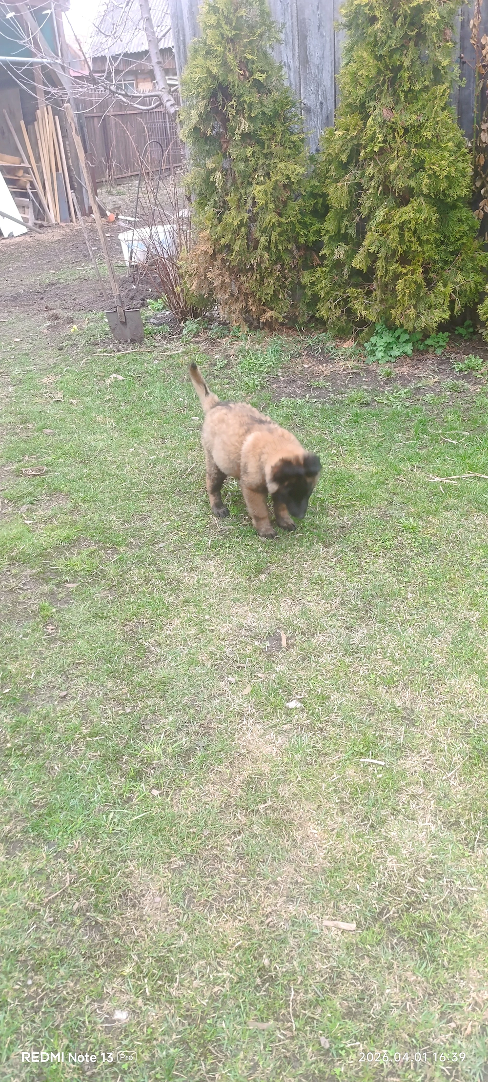 Pui de Malinois