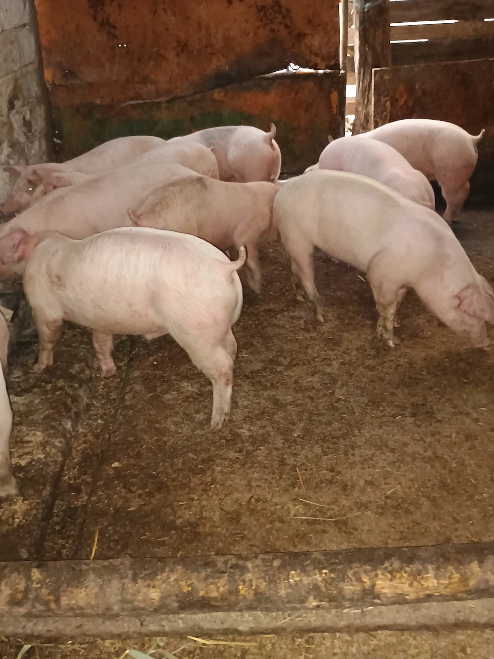 Porci 40-45 kg ,100-130 kg 