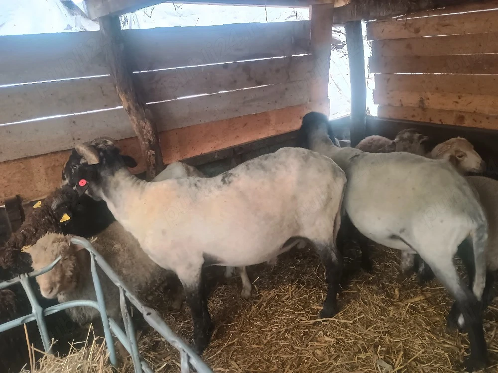 Vand sau schimb berbec