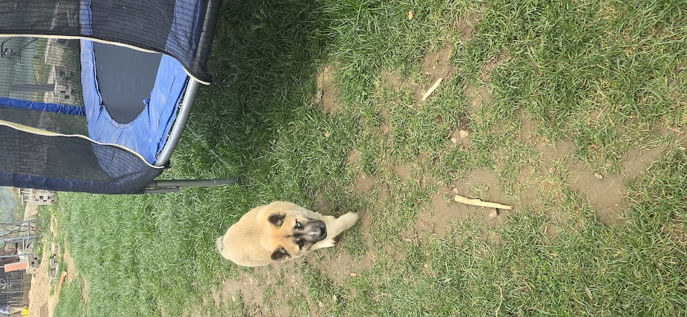 catelusa superba husky  akita