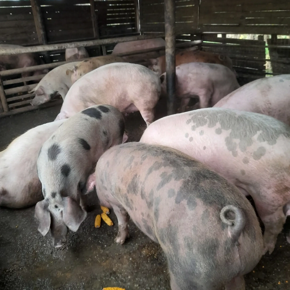 Porci de tara