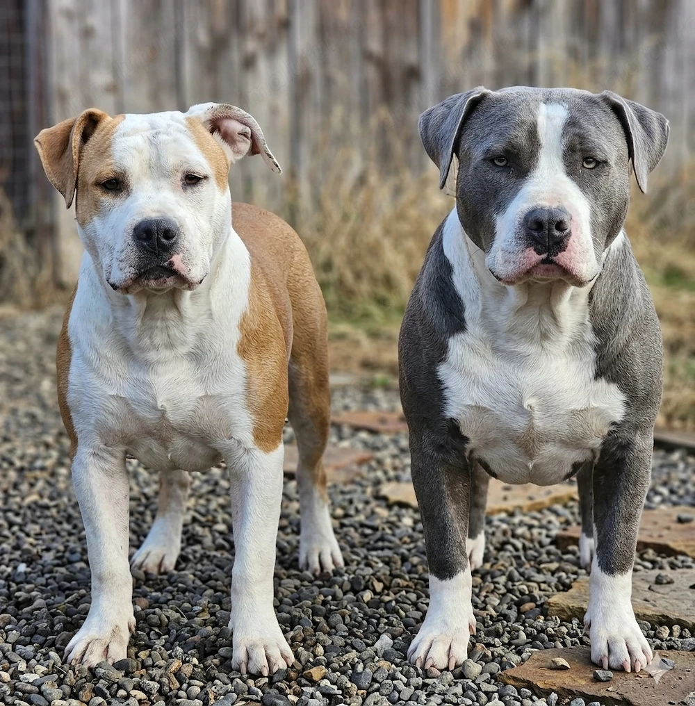 Amstaff,femelă și mascul 