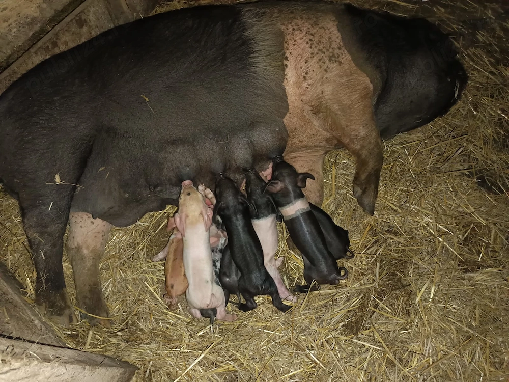 Vând scroafa bazna fatata 