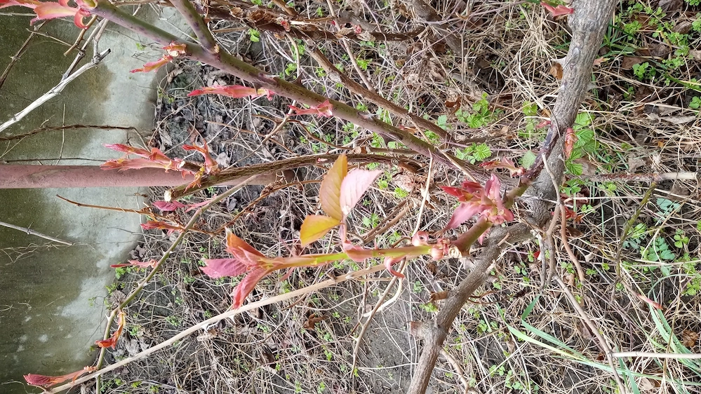 Casa zonă deeosebită , cetate