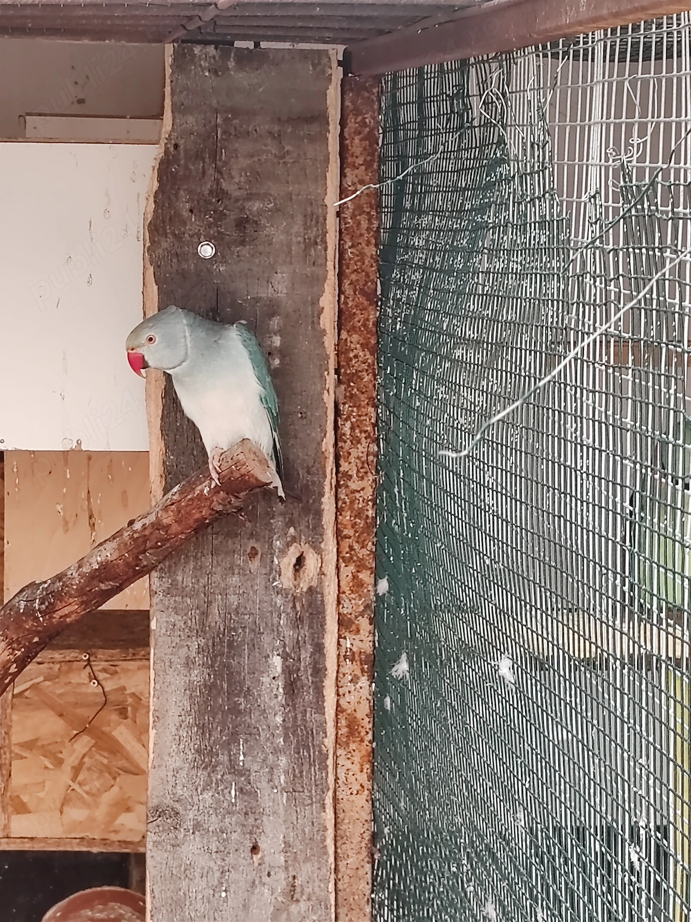 Vând femela micul Alexandru cap coada 