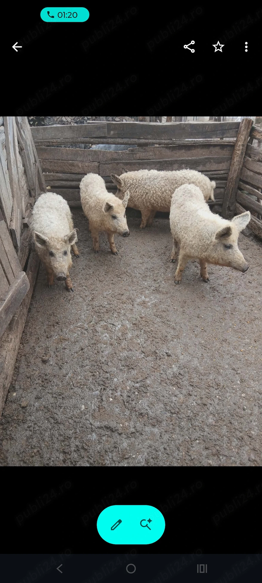 Grăsuni de vânzare! 