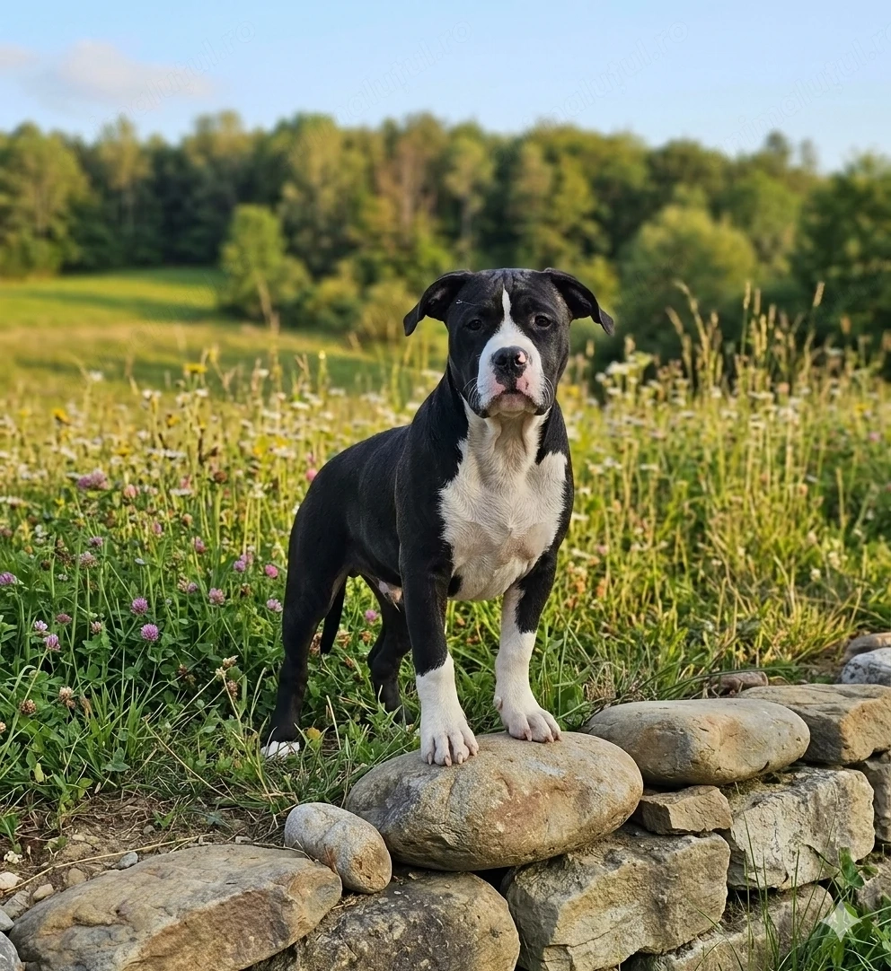 American Bully Xl femelă